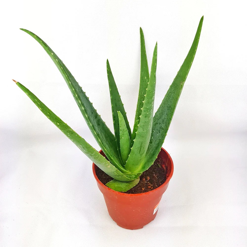 Aloe vera pot potted plants