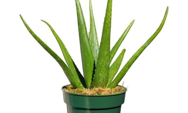 Aloe Vera Plant in Pot A Guide to Growth