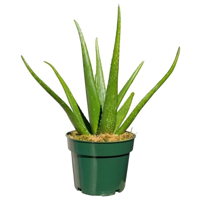 Aloe vera plant in pot