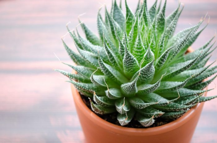 Aloe vera plant in pot