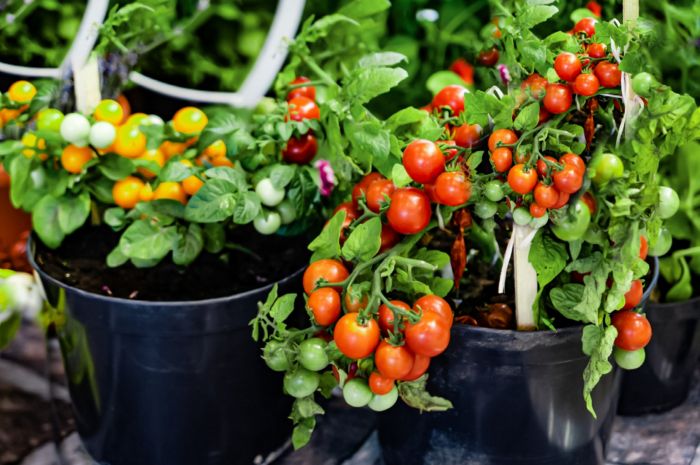 Best pot for tomato plant